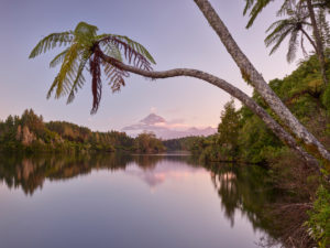 Baumfarn, Lake Mangamahoe, Mount Taranaki, Nordinsel, Neuseeland, Ozeanien Baumfarn, Lake Mangamahoe, Mount Taranaki, Nordinsel, Neuseeland, Ozeanien